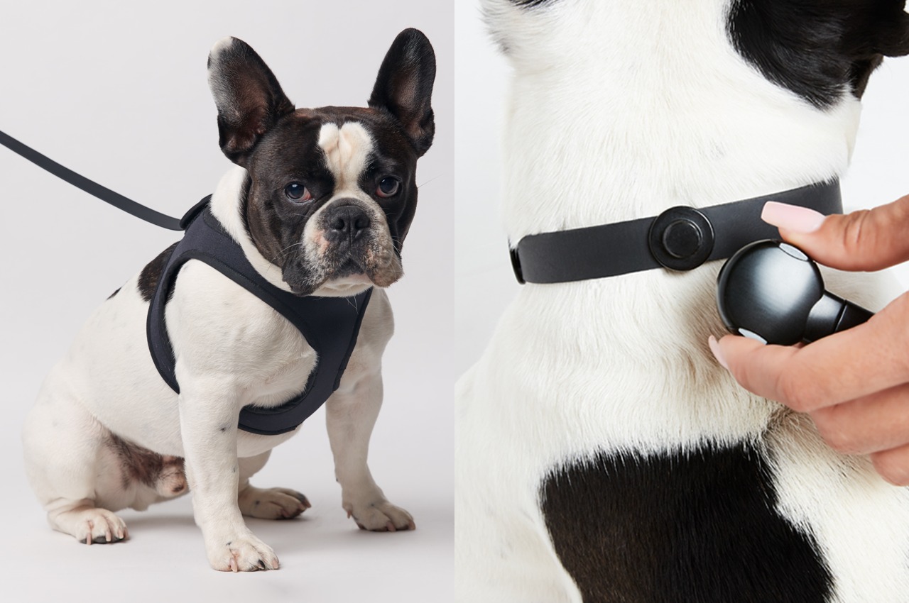 These designer dog collars will are perfect for pampering your puppy