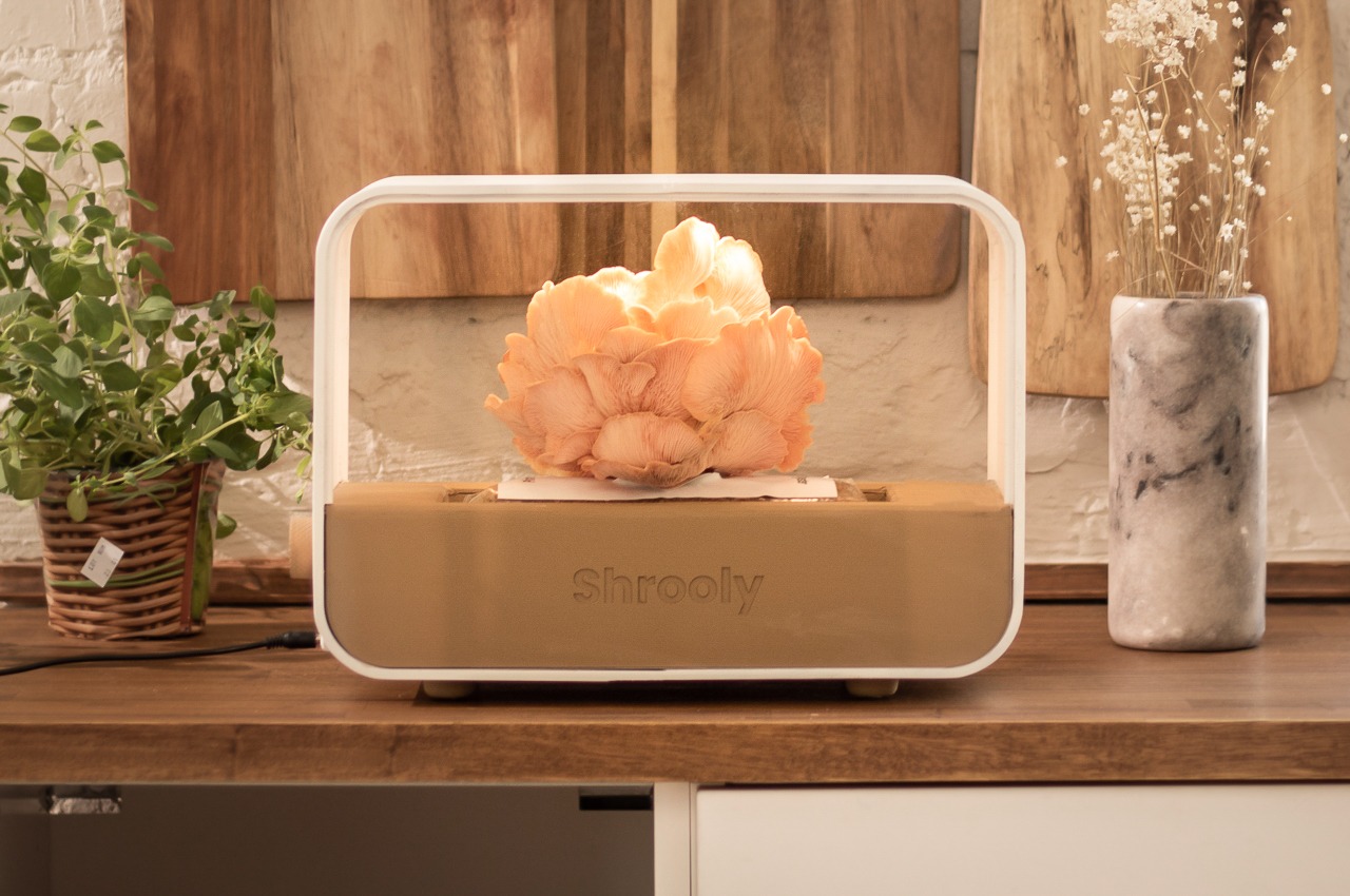 #This tabletop ‘mushroom growing kit’ lets you harvest all kinds of exotic organic mushrooms at home