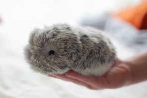 Cute fluffy robot pet is designed to provide emotional support