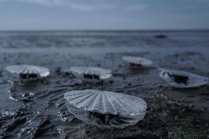 Clam-shaped kinetic sound sculptures sing of the quality of water