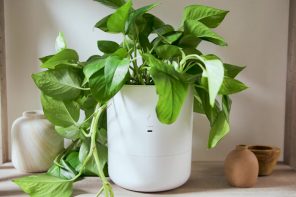 AI-powered self-watering indoor planter makes growing greens all too easy